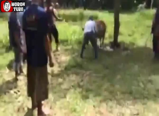 Video :Malaysia - A bovine brutally strikes a guy with its foot, killing him